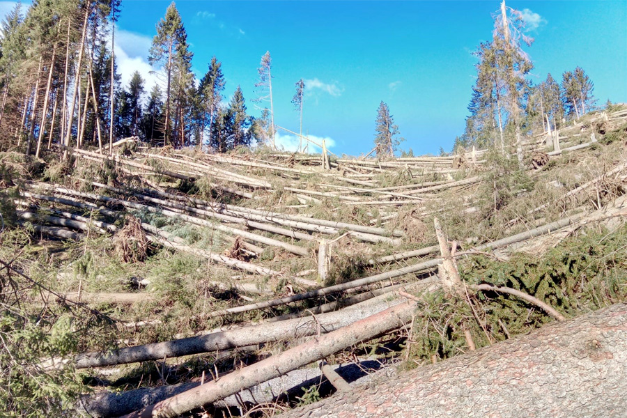 Fai nascere un bosco nuovo
