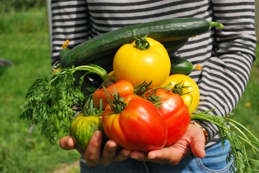 Al via il bando Coltiviamo Agricoltura Sociale: in palio 120.000€ per i tre progetti più innovativi
