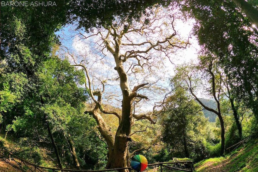 Il platano più grande d'Italia all'European Tree of The Year
